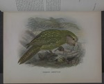 kakapo, owl parrot (Strigops habroptilus)