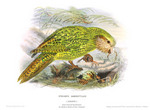 kakapo, owl parrot (Strigops habroptilus)