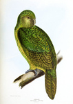 kakapo, owl parrot (Strigops habroptilus)