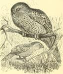 kakapo, owl parrot (Strigops habroptilus)