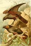 New Zealand kaka, kākā, (Nestor meridionalis)