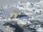 polar bear (Ursus maritimus)