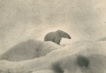 polar bear (Ursus maritimus)