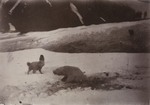 polar bear (Ursus maritimus)