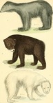 American black bear (Ursus americanus), grizzly bear (Ursus arctos horribilis), polar bear (Ursu...