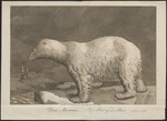 polar bear (Ursus maritimus)