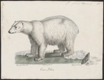 polar bear (Ursus maritimus)