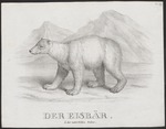 polar bear (Ursus maritimus)