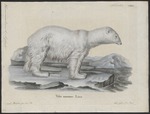 polar bear (Ursus maritimus)