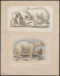 polar bear (Ursus maritimus)