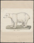 polar bear (Ursus maritimus)