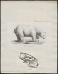 polar bear (Ursus maritimus)