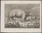 polar bear (Ursus maritimus)