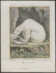 polar bear (Ursus maritimus)