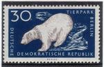 polar bear (Ursus maritimus)