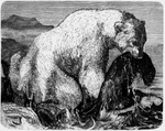 polar bear (Ursus maritimus)