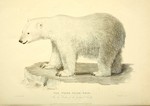 polar bear (Ursus maritimus)