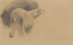 polar bear (Ursus maritimus)