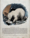 polar bear (Ursus maritimus)