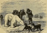 polar bear (Ursus maritimus)