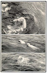 polar bear (Ursus maritimus)