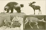 ...wolverine (Gulo gulo), moose (Alces alces), polar bear (Ursus maritimus), white-tailed deer (Odo