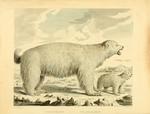 polar bear (Ursus maritimus)