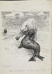 polar bear (Ursus maritimus)