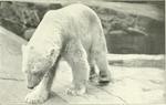 polar bear (Ursus maritimus)