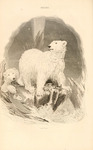 polar bear (Ursus maritimus)