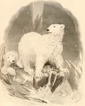 polar bear (Ursus maritimus)