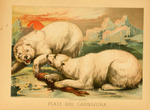 polar bear (Ursus maritimus)