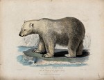 polar bear (Ursus maritimus)