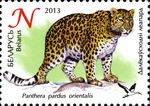 Amur leopard (Panthera pardus orientalis)