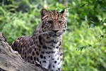 Amur leopard (Panthera pardus orientalis)