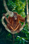 Bornean orangutan (Pongo pygmaeus)