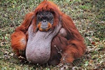 Bornean orangutan (Pongo pygmaeus)