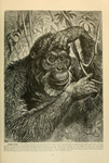 Bornean orangutan (Pongo pygmaeus)