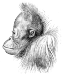 Bornean orangutan (Pongo pygmaeus)