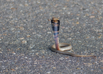 Mozambique spitting cobra (Naja mossambica)