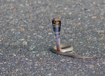 Mozambique spitting cobra (Naja mossambica)