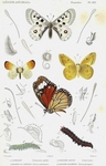 ... butterfly (Anthocharis cardamines), pale clouded yellow (Colias hyale), monarch butterfly (Dana...