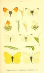 orange tip butterfly (Anthocharis cardamines), wood white (Leptidea sinapis), common brimstone (...