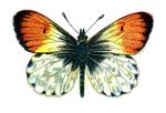 orange tip butterfly (Anthocharis cardamines)