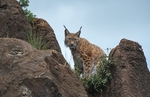 Iberian lynx (Lynx pardinus)