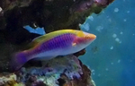 Lubbock's wrasse (Cirrhilabrus lubbocki)