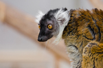 Sanford's brown lemur (Eulemur sanfordi)