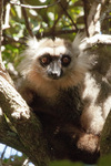 Sanford's brown lemur (Eulemur sanfordi)