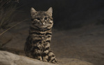 black-footed cat (Felis nigripes)