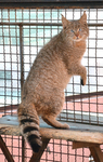 Chinese mountain cat (Felis bieti)